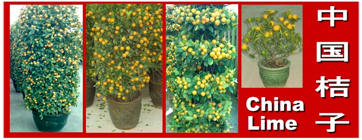 chinese new year lime plant