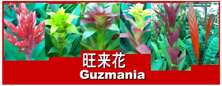 Guzmania