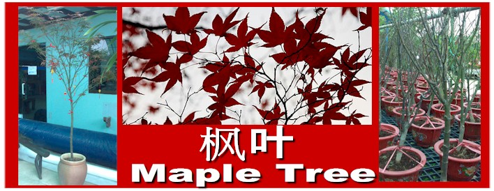 Maple Trees